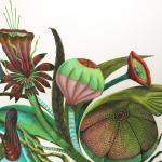 LINDA WALLIS -Bouquet 2023, coloured pencil, 38 x 56cm